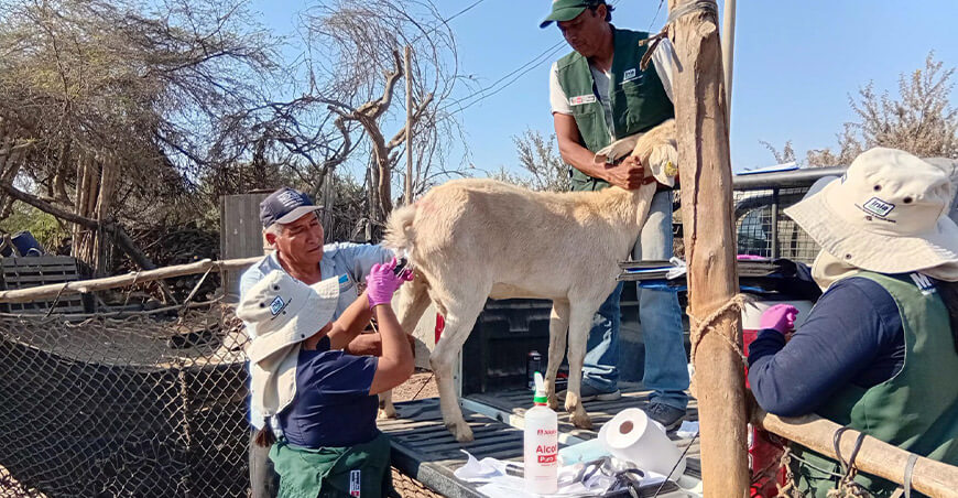 INIA impulsa mejora genética de cabras criollas con inseminación artificial en Chincha Ica Perú