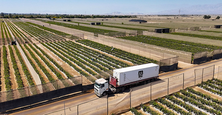 Inka’s Berries alcanza los 300 contenedores exportados en la campaña de arándanos