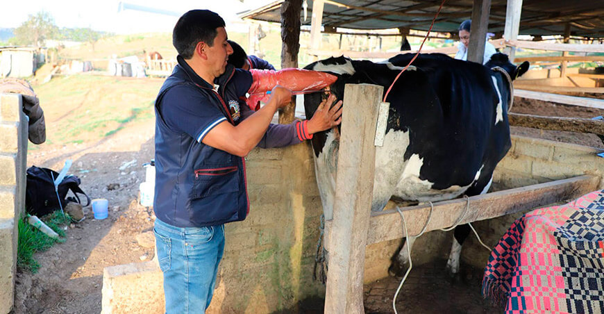 Inseminación artificial busca mejorar la ganadería bovina en Cutervo Cajamarca Perú