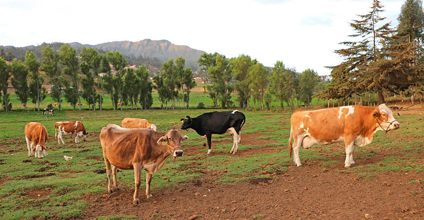 Inseminación artificial busca mejorar la ganadería bovina en Cutervo Cajamarca Perú 