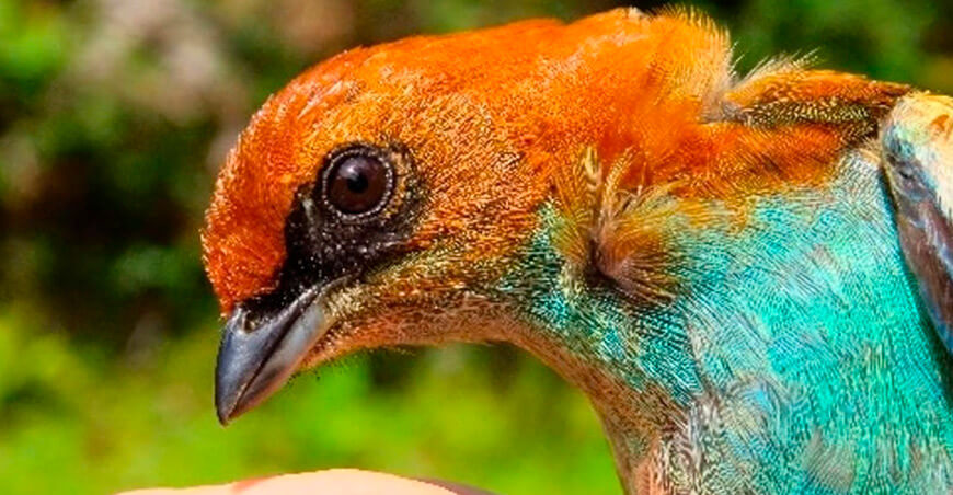 Francisco Vásquez-Arévalo, peruano lidera investigación sobre el papel de las aves en la regeneración de bosques