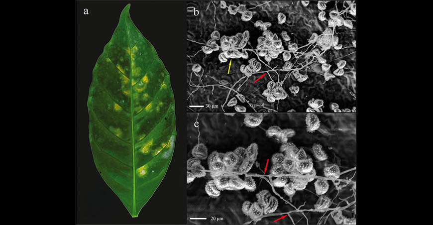 Investigadores de la UNTRM identifican hongos con potencial para el control biológico de la roya del café Perú