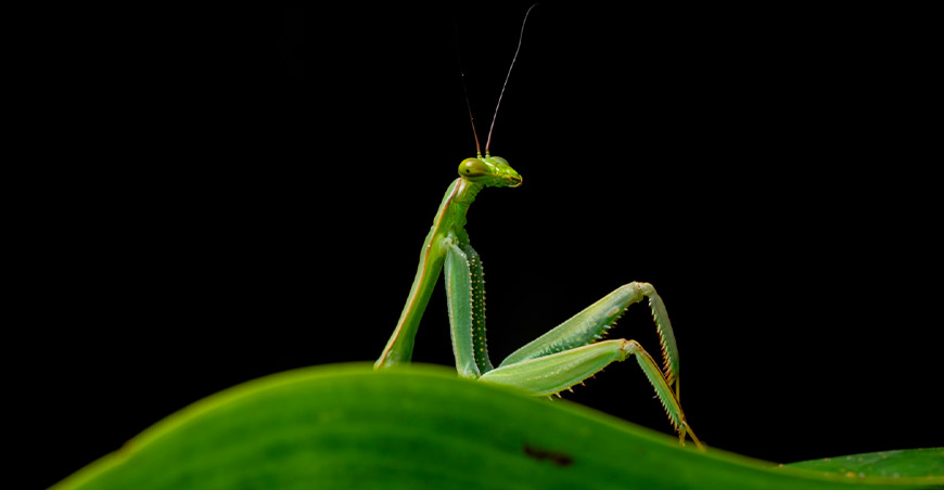 Una mantis fotografiada durante una caminata nocturna en los bosques de Camanti, Cusco destaca enNikon Comedy Wildlife Awards 2026