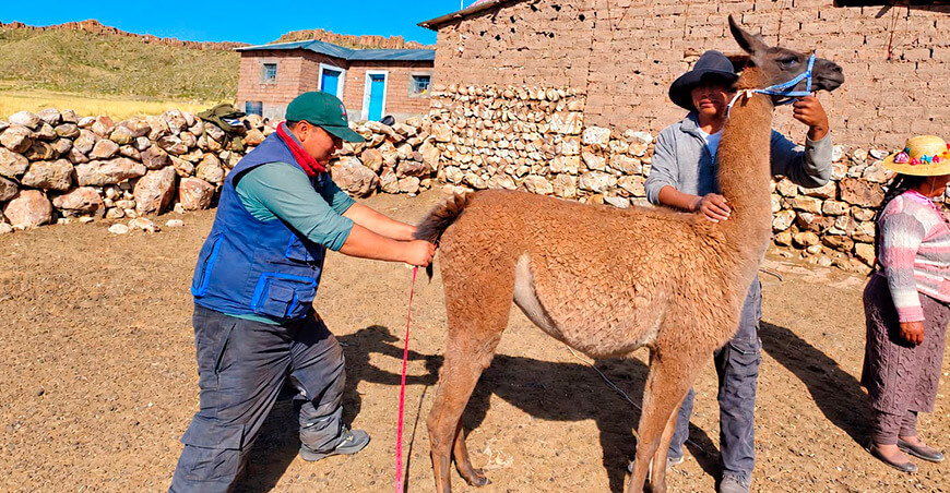 Seleccionan llamas para mejorar la calidad genética de los rebaños Puno Perú Pecsa