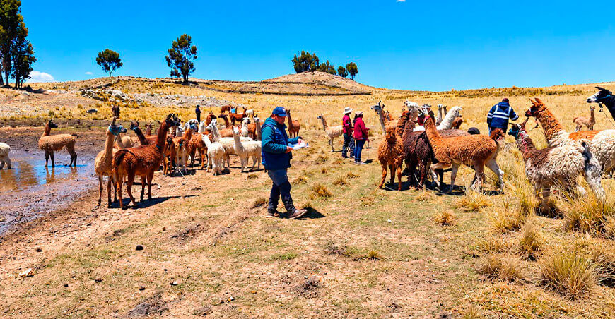 Seleccionan llamas para mejorar la calidad genética de los rebaños Puno Perú Pecsa