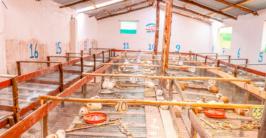 Quiquijana impulsa la crianza tecnificada de cuyes en 10 comunidades campesinas Cusco Perú