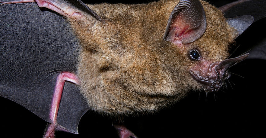 Programa de Conservación de Murciélagos del Perú IIAP Perú