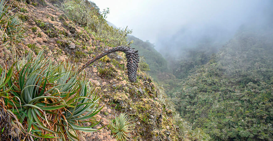 Puya ukumari, nueva especie de bromelia de los Andes peruanos en el Parque Nacional del Manu Cusco Perú