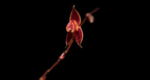 Descubren nueva especie de orquídea Lepanthes phuyupitika en los bosques nublados del norte del Perú