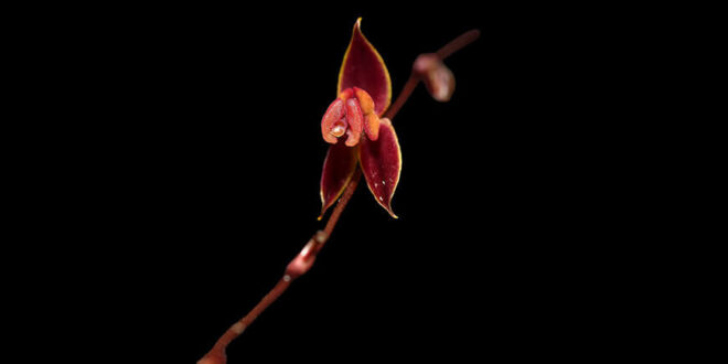 Descubren nueva especie de orquídea Lepanthes phuyupitika en los bosques nublados del norte del Perú