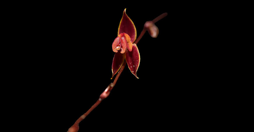 Descubren nueva especie de orquídea Lepanthes phuyupitika en los bosques nublados del norte del Perú
