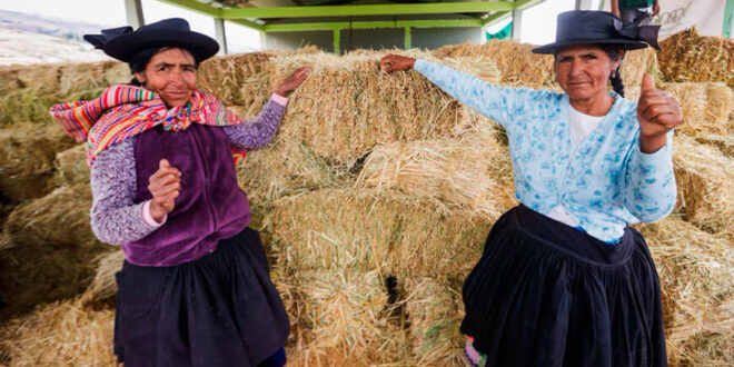 heno para proteger al ganado ante el déficit hídrico Junín Perú