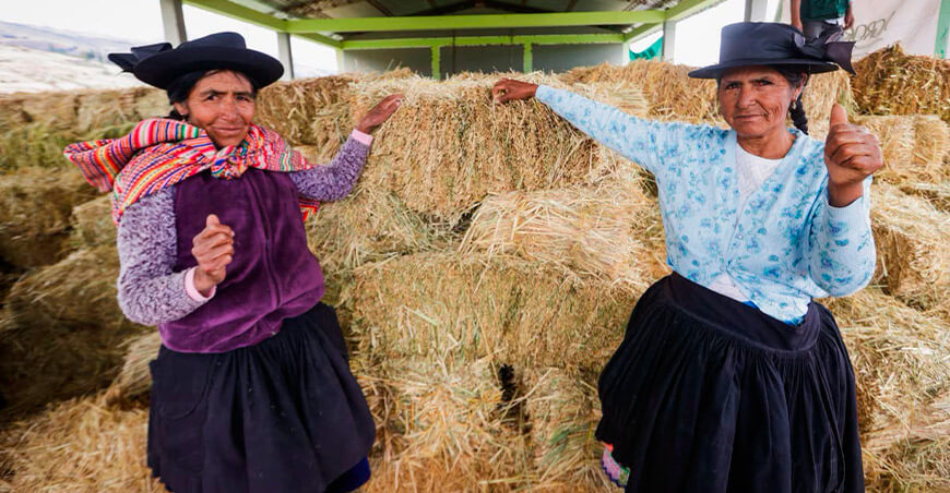 heno para proteger al ganado ante el déficit hídrico Junín Perú