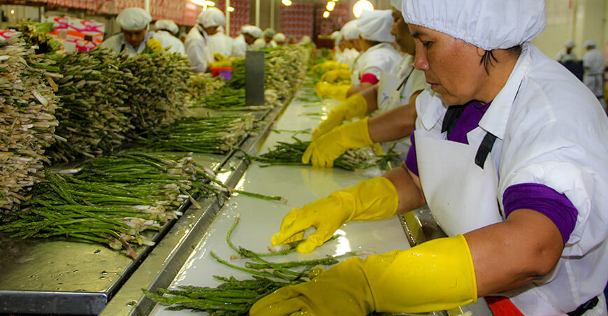 Perú exportación espárragos peruanos