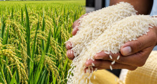 Perú exportación arroz añejo peruano