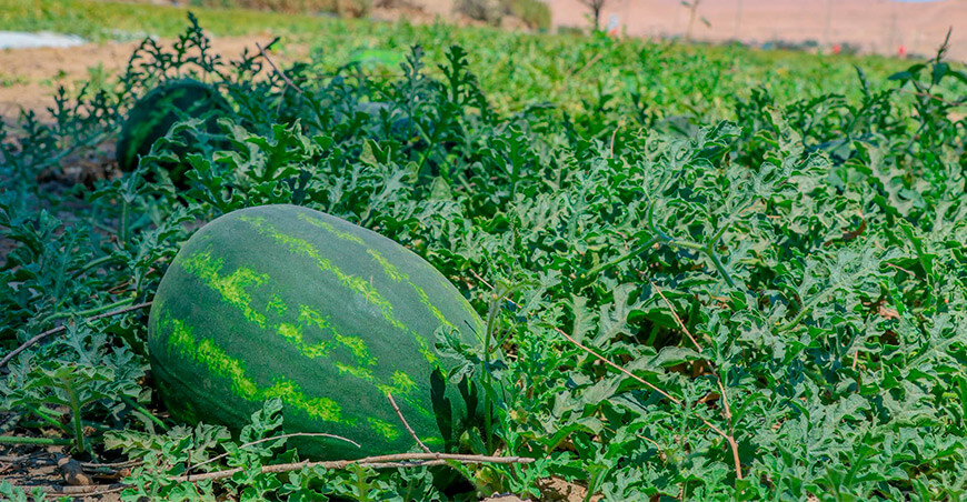Productor de San Antonio exporta por primera vez 22 toneladas de sandía a Chile