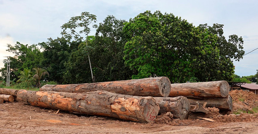 Producción forestal maderable