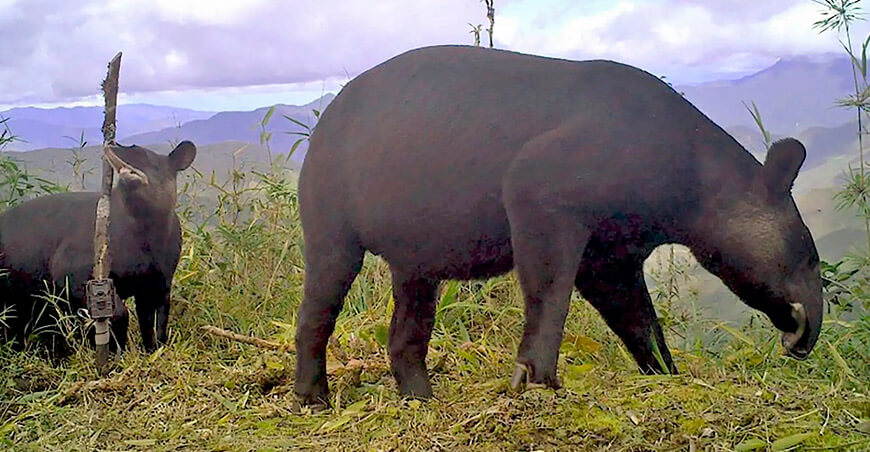 Tapir andino Perú