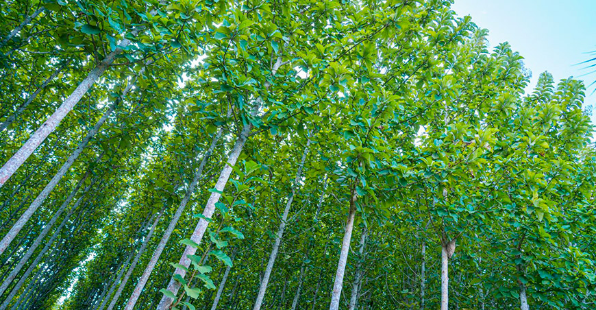 producción forestal maderable Perú