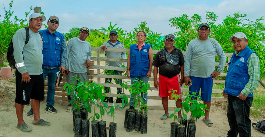 Impulsan la diversificación productiva con entrega de plantones de palto a productores del Medio Piura Perú 