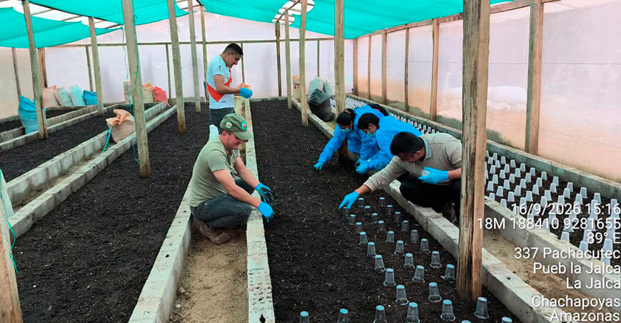 Instalan plántulas in vitro de papa Huayro Amazonense en Jalca Grande Amazonas Perú
