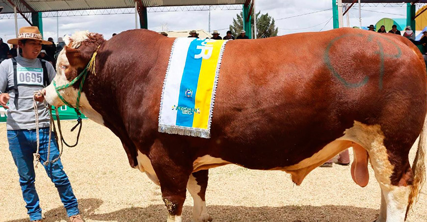 Fegasur ganado vacuno engordado Puno Perú