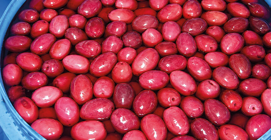 producción de aceitunas Tacna Perú