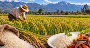 producción de arroz Perú