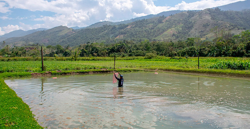 Apuestan por el camarón de Malasia para diversificar la producción acuícola en Pichari Cusco Perú