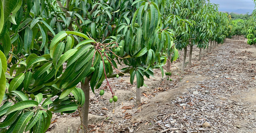 Producción de mango en el valle de Nepeña Áncash Perú