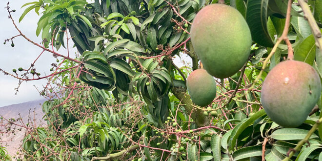 Producción de mango en el valle de Nepeña Áncash Perú