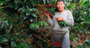 con asistencia de Devida Marcos Severo Uscamayta Malpartida, Caficultor de Pangoa llega a la final de la Taza de Excelencia Perú 2026