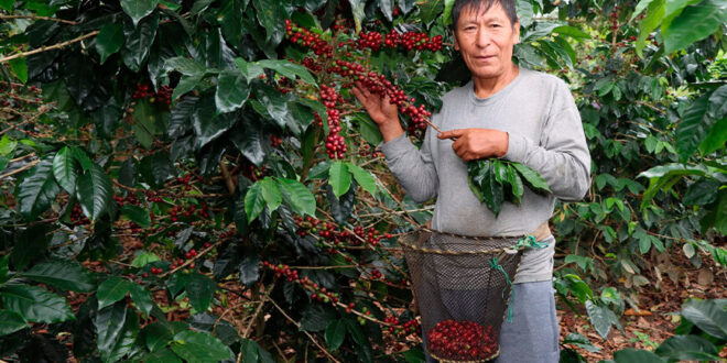 con asistencia de Devida Marcos Severo Uscamayta Malpartida, Caficultor de Pangoa llega a la final de la Taza de Excelencia Perú 2026