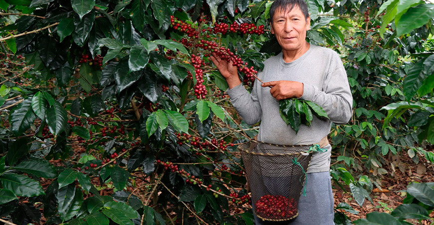 con asistencia de Devida Marcos Severo Uscamayta Malpartida, Caficultor de Pangoa llega a la final de la Taza de Excelencia Perú 2026