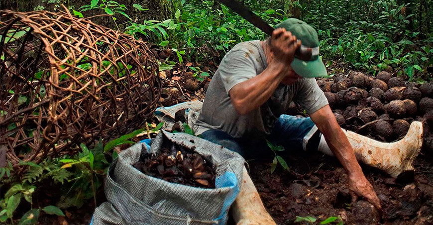 Industria cosmética impulsa la conservación de los bosques amazónicos peruanos productor cosecha castaña Perú