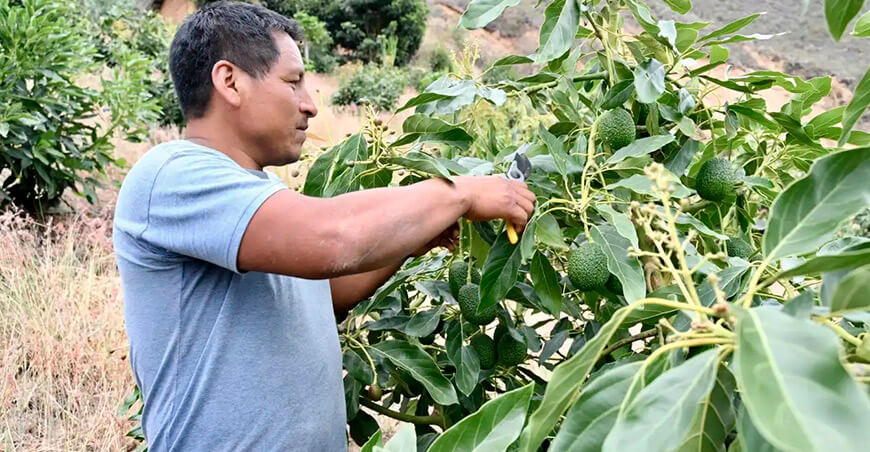 Palta Hass de Pataz fue reconocida como producto emblemático por Summum Perú