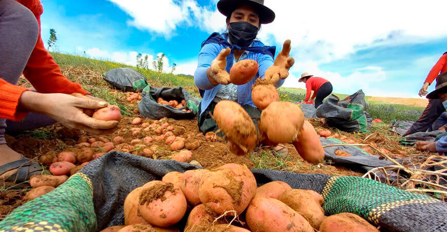 productora de papa cosecha Perú
