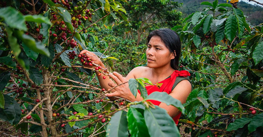 productora cultivo café conservación de bosques bionegocios Perú
