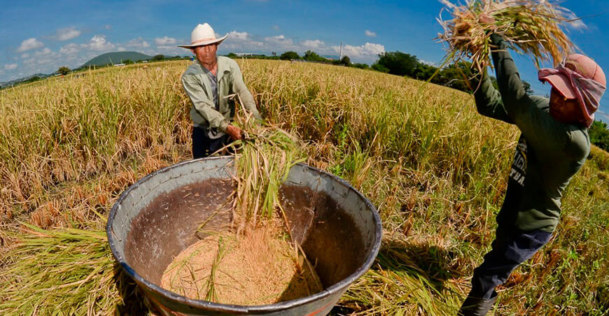producción de arroz con cáscara Perú