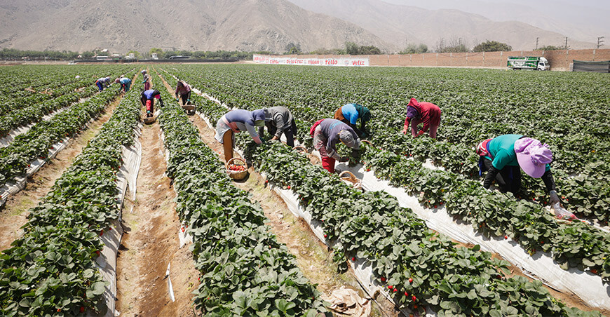 productores cosecha de fresas Lima Perú