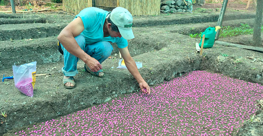Productores de La Perla producen almácigos de café y cultivan repollo Piura Perú
