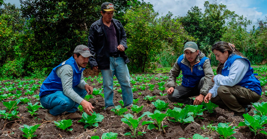 Productores de La Perla producen almácigos de café y cultivan repollo Piura Perú 