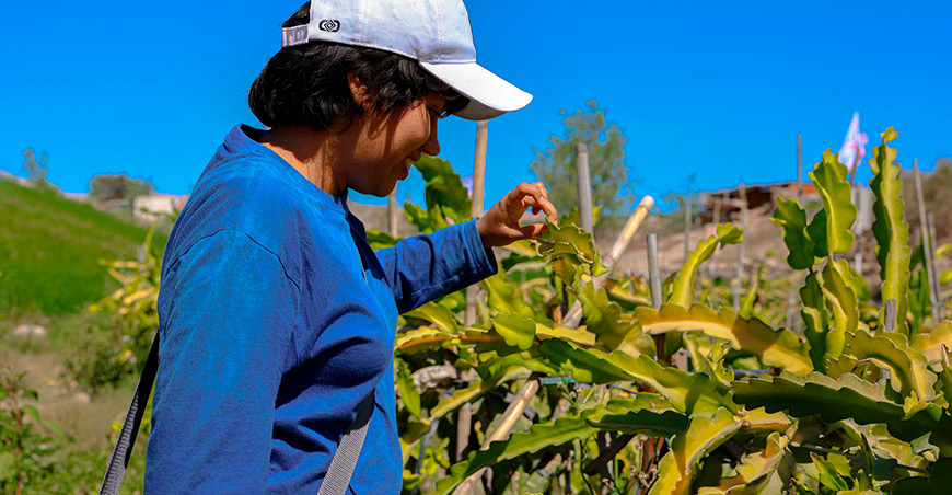 Productores de San Antonio se capacitan en certificación GLOBALG.A.P. Moquegua Perú