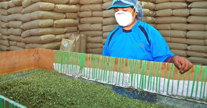 Productores de Tacna comercializan orégano deshidratado peruano