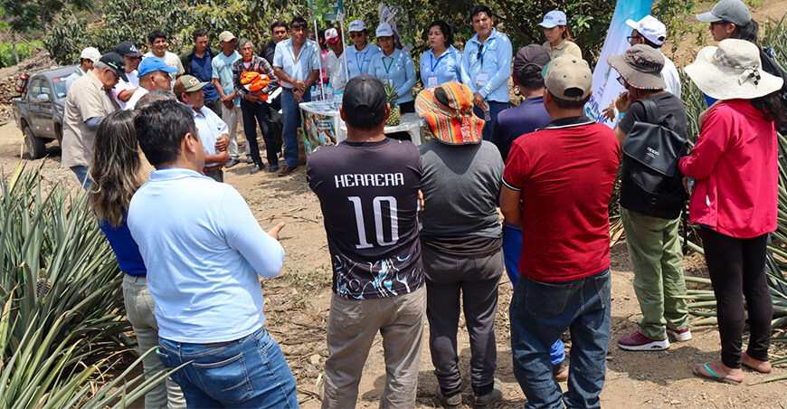 Proyecto Especial Chavimochic capacita productores de Poroto para mejorar el cultivo de piña Golden La Libertad Perú
