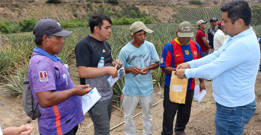 Proyecto Especial Chavimochic capacita productores de Poroto para mejorar el cultivo de piña Golden La Libertad Perú