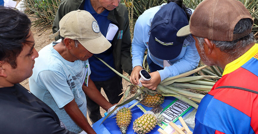 Proyecto Especial Chavimochic capacita productores de Poroto para mejorar el cultivo de piña Golden La Libertad Perú