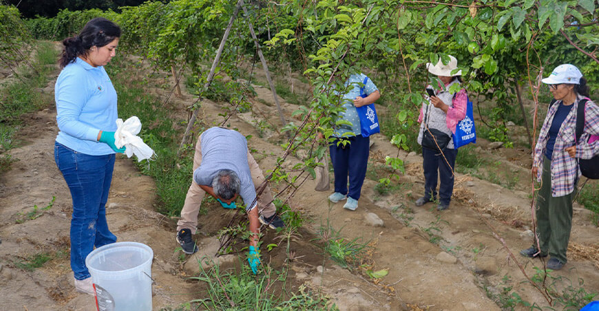Proyecto Especial Chavimochic Promueven el control biológico en cultivo de maracuyá La Libertad Perú