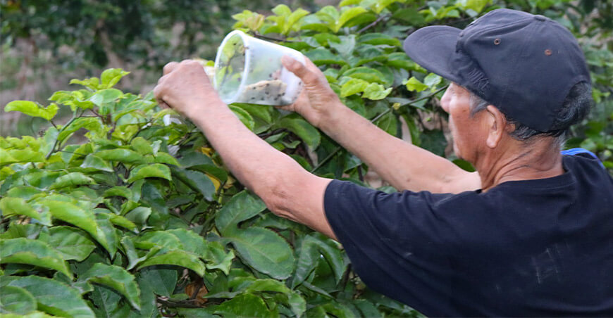 Proyecto Especial Chavimochic Promueven el control biológico en cultivo de maracuyá La Libertad Perú