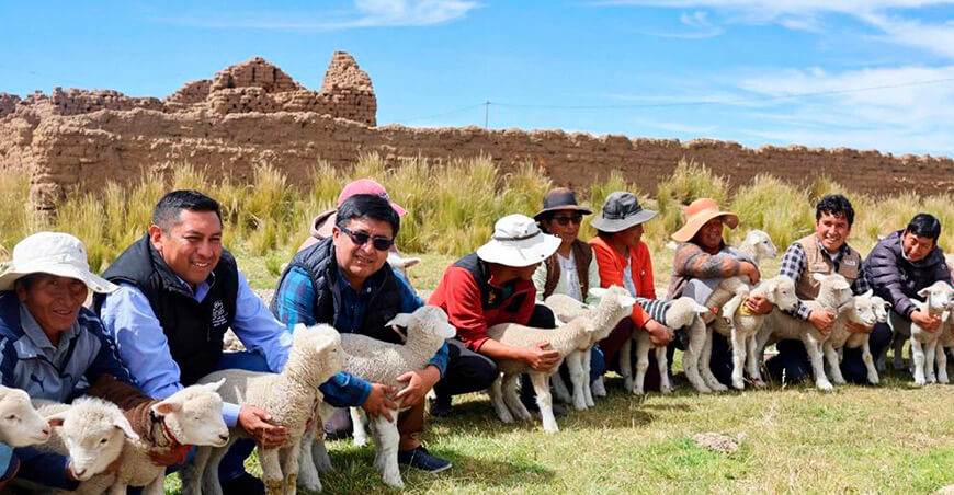 Mejoramiento de la Productividad de Carne y Lana de Ovinos Puno Perú